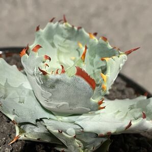 Agave isthmensis Pocket crab SP アガベ イシスメンシス 甲蟹 SP 連棘
