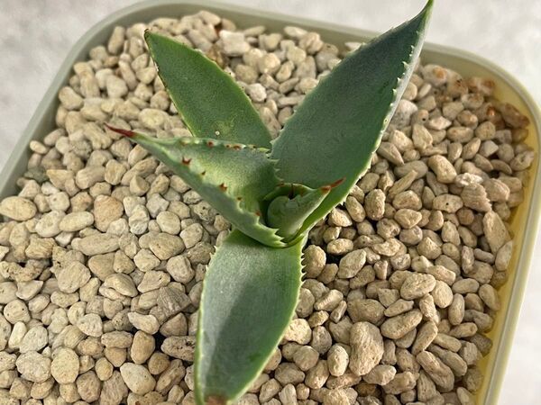 Agave CJ Hybrid 特選株 甲蟹交種 アガベ イシスメンシス ハイブリッド 発根済み 鉢ごと発送