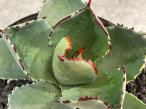 Agave CJ Hybrid 排刺特選 甲蟹交種 アガベ イシスメンシス ハイブリッド 連棘