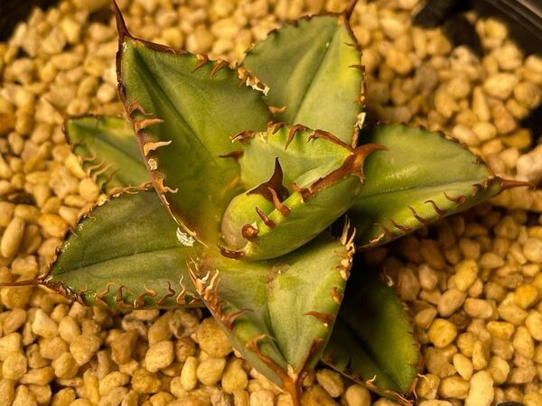 アガベ チタノタ シエラミクスティカ SP Agave sierra mixteca 鉢ごと発送 / オテロイ