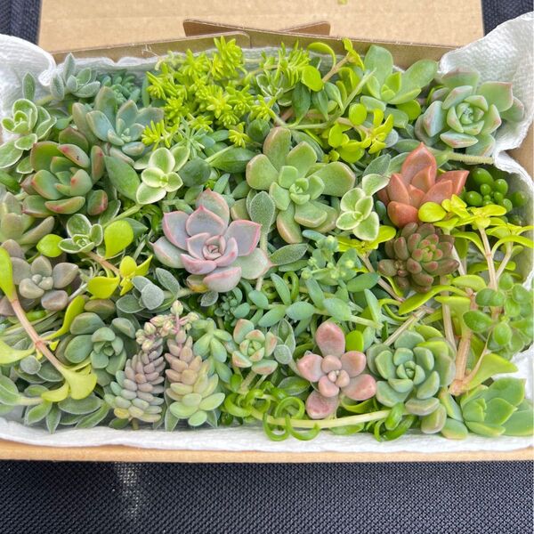 多肉植物 カット苗 詰め合わせセット エケベリア 寄せ植え 詰め合わせ セダム