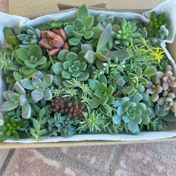 エケベリア 多肉植物 カット苗 セダム 詰め合わせ セット 寄せ植えに
