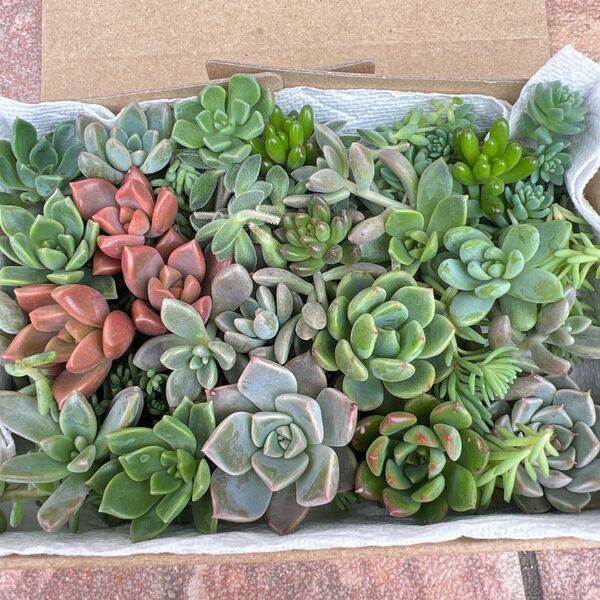 観葉植物 カット苗 多肉植物 エケベリア セダム 詰め合わせ セット 寄せ植えに