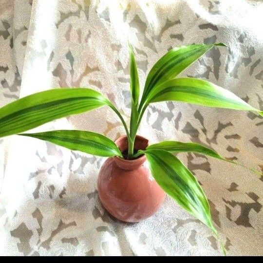 観葉植物