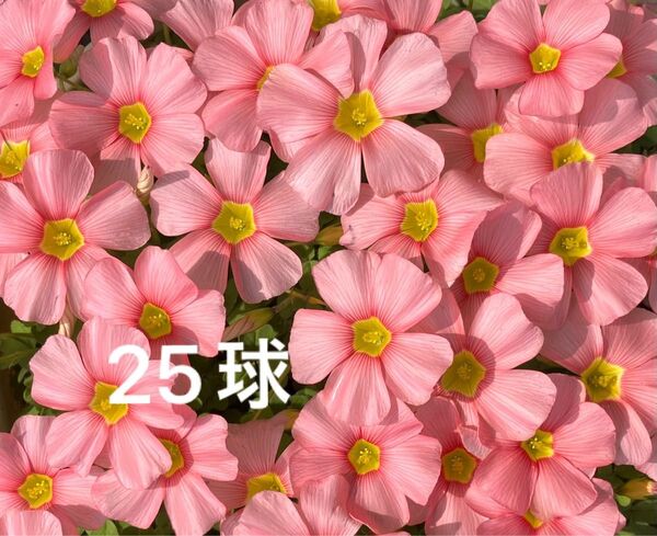 ◇オキザリス/スプリングチャーム球根/25球