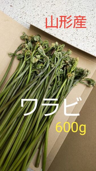ワラビ 600g 山形産
