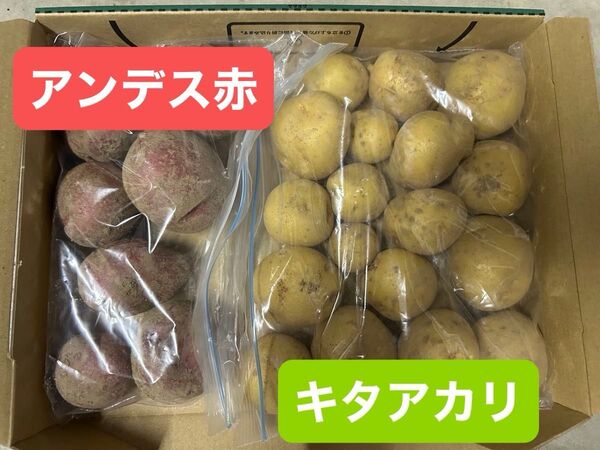 ジャガイモ アンデス赤 キタアカリ 約1キロ 無農薬 詰め合わせ 野菜詰め合わせ 新じゃがいも
