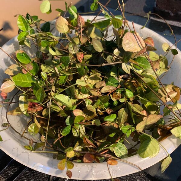 【挿し木用】ハツユキカズラ・挿し木用カット苗・大量