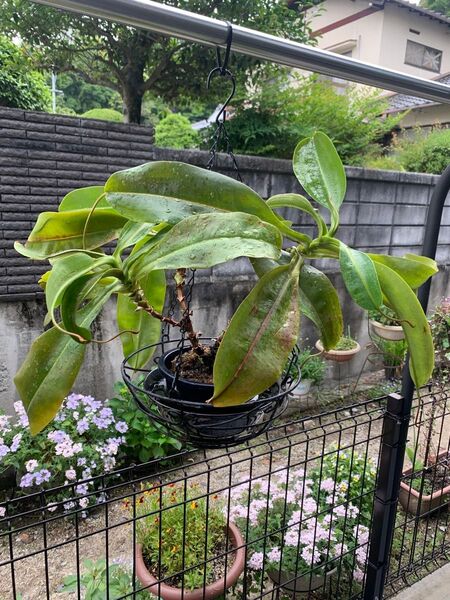 ウツボカズラ・ネペンテス大株