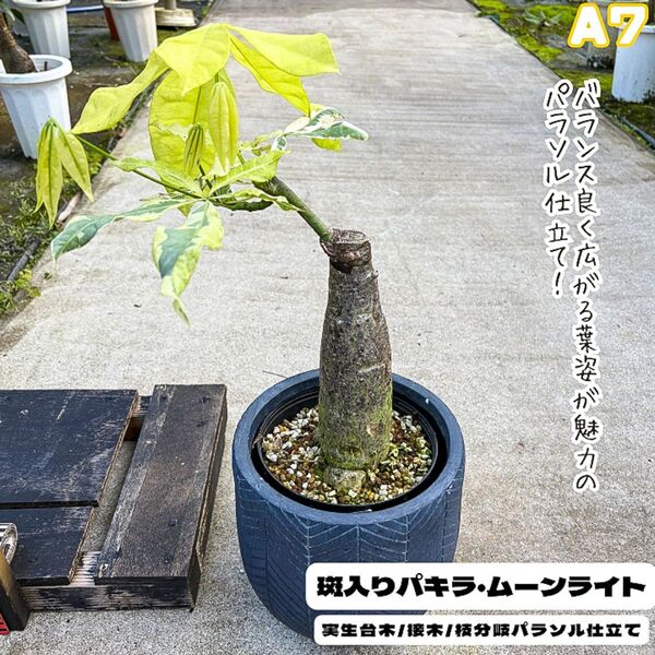 希少!パキラムーンライトA7・接ぎ木・枝分岐パラソル仕立て