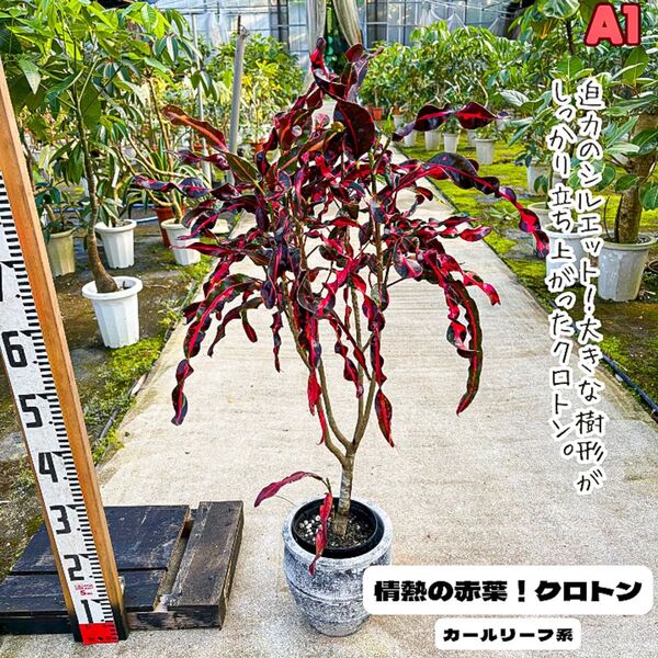 カールリーフが美しい赤黒クロトンA1|ボリューム株|個性的シルエット