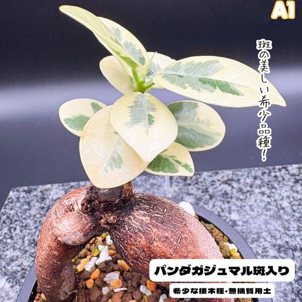 希少! 斑入りパンダガジュマルA1 ・接木・管理しやすい無機質用土