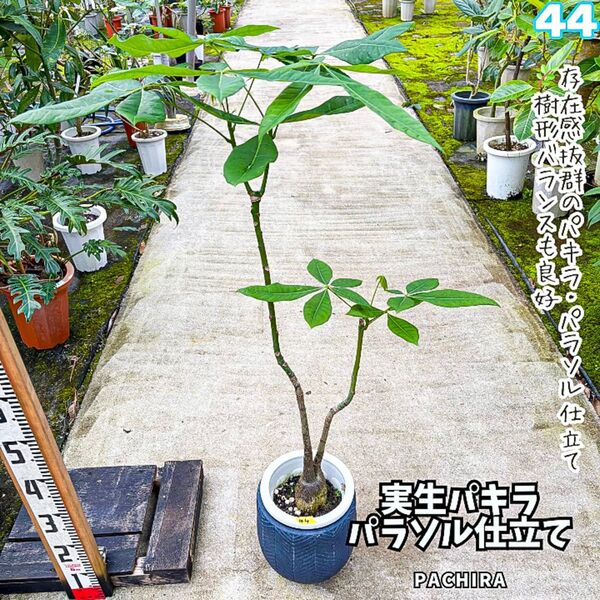 実生パキラ パラソル仕立て 44|ぷっくり幹が可愛い一株!