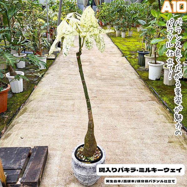 実生パキラミルキーウェイA10/高接木/枝分岐パラソル仕立て/無機質用土