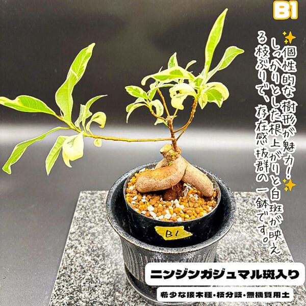 希少!斑入りニンジンガジュマルB1・接ぎ木・ぷっくり気根・無機質用土
