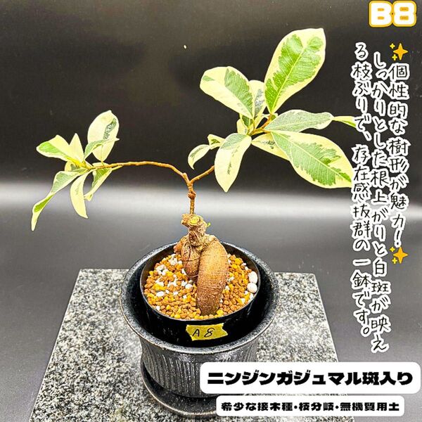 希少!斑入りニンジンガジュマルB8・接ぎ木・ぷっくり気根・無機質用土