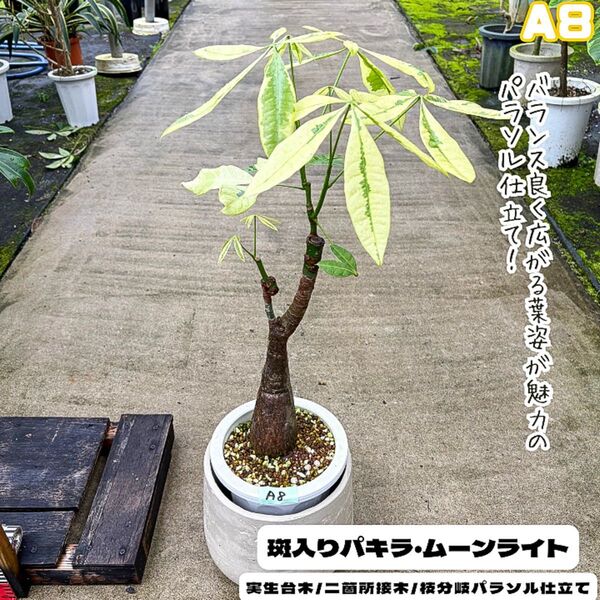 希少!パキラムーンライトA8・接ぎ木・枝分岐パラソル仕立て/無機質用土