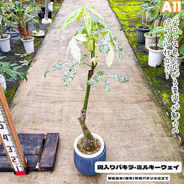 実生パキラミルキーウェイA11/高接木/枝分岐パラソル仕立て/無機質用土