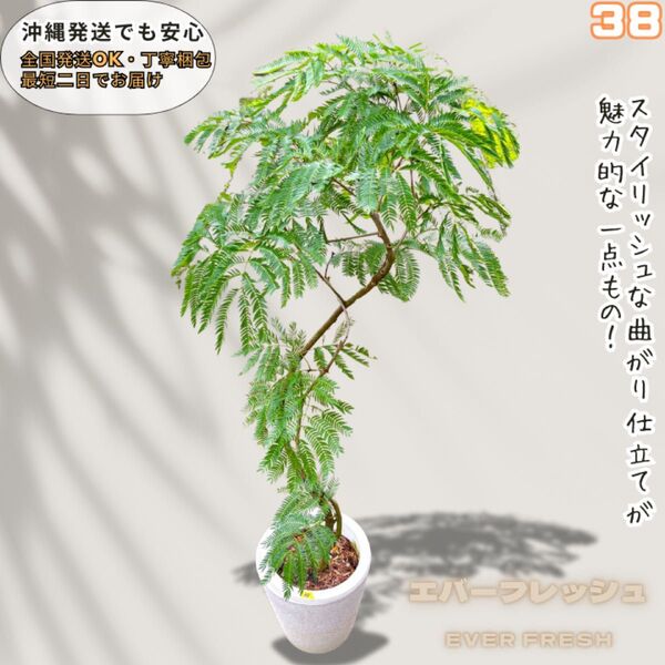 エバーフレッシュ38・曲がり仕立て、有機質用土、観葉植物
