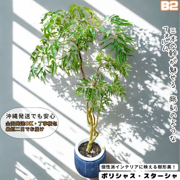 ポリシャス・スターシャB2・繊細な葉が美しい・エレガントなグリーン!