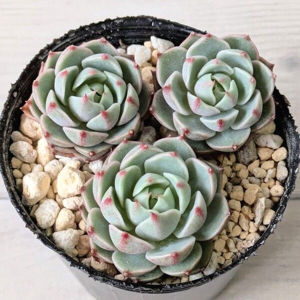 ベンバディス 多肉植物 エケベリア