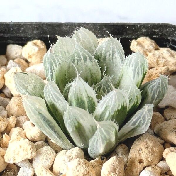 多肉植物 ハオルチア 白水晶