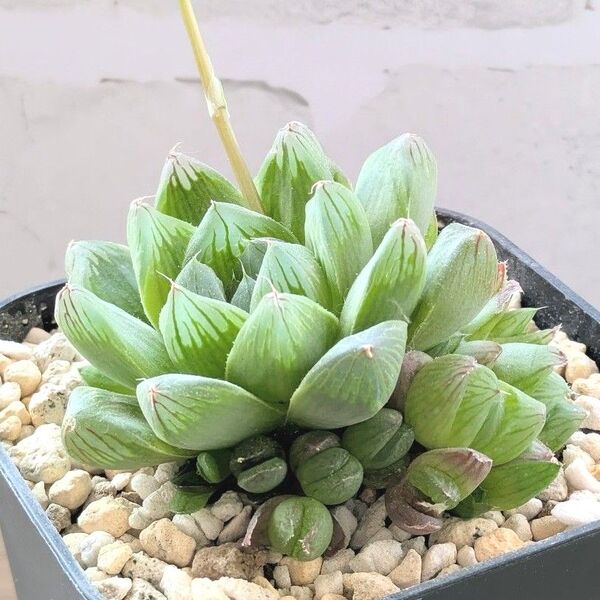 多肉植物 ハオルチア 艶窓達磨オブツーサ 群生