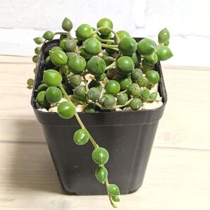 多肉植物 グリーンネックレス
