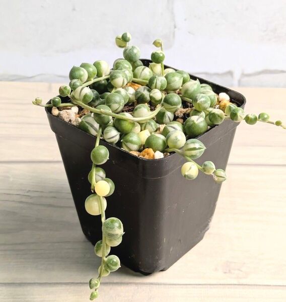 多肉植物 斑入りグリーンネックレス