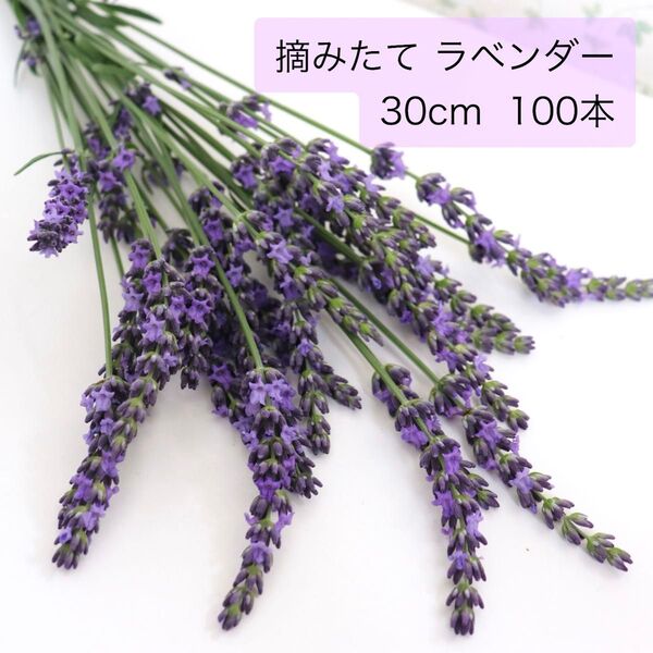ラベンダー ラバンディン グロッソ 摘みたて 生花 100本 30cm