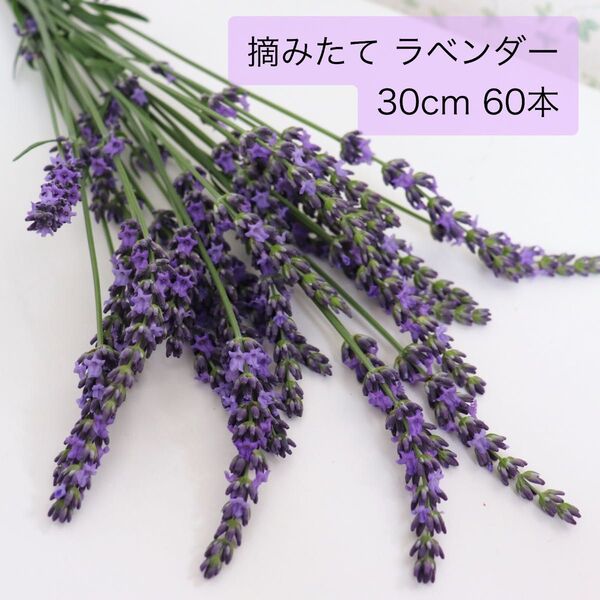 ラベンダー ラバンディン グロッソ 摘みたて 生花 60本 30cm