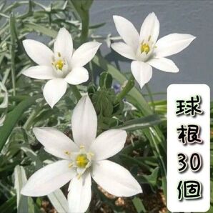 オーニソガラム