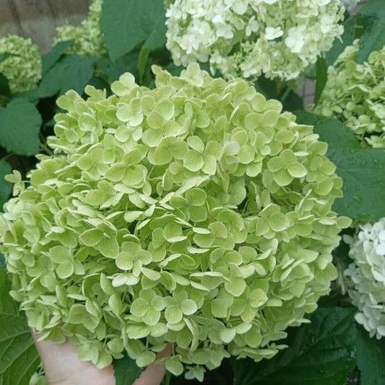 アナベル 挿し穂