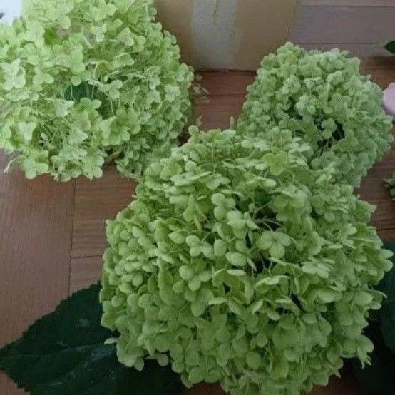 アナベル挿し穂