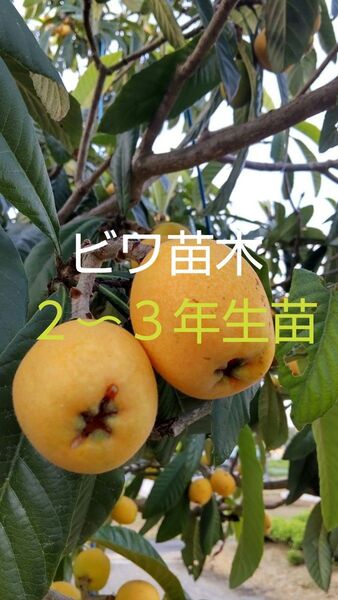 ビワ苗木 2〜3年生苗 1株 大きく甘い実が沢山なりますよ!!