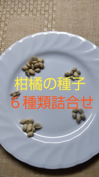 柑橘系 フィンガーライム、カラタチ、シークワーサー、レモン、チャンドラポメロ、デコポンの種子6種類詰合せ 種蒔きの時期!!