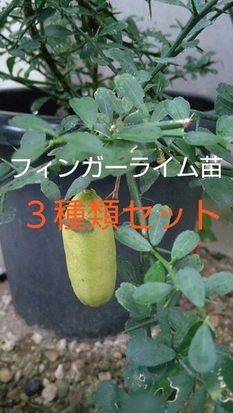 フィンガーライム苗3種類セット ピンク・グリーン・イエロー系各1株 色の違うフィンガーライムを育てて下さい イエローは高価希少価値
