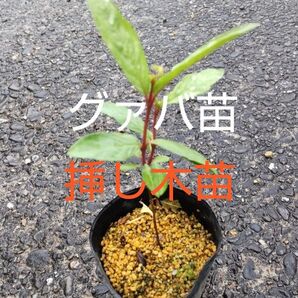グァバ苗 挿し木苗