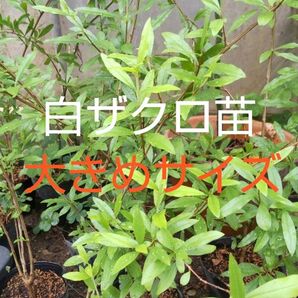 白ザクロ苗 大きめサイズ 25cm〜30cm1株 白ザクロは高価希少価値あり!! 芽吹き始めました今がオススメ!