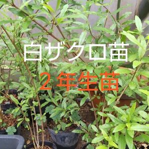 白ザクロ苗 2年生苗 35cm〜40cm1株 白ザクロは高価希少価値あり!!