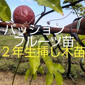 パッションフルーツ苗 2年生挿し木苗 1株 2年生挿し木苗なので早く結実可能 高価苗木
