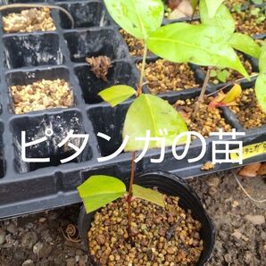 ピタンガの苗 1株