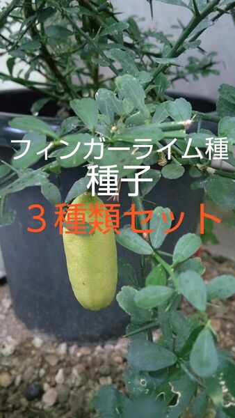 フィンガーライムの種 テイスティーグリーン、ウォーコップ、ピンクアイス3種類詰合せ 5月が蒔時ですよ!