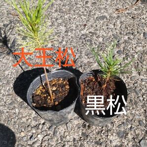 大王松と黒松の苗セット 各1株 盆栽素材にオススメ!! 大王松の苗は価値あり・・・