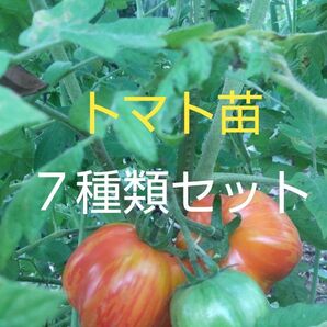 トマト7種類の苗 トマトの苗各種おまかせ詰合せになります! 成長しましたので間もなく販売を終了致しますので欲しい方はお早めに