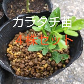 カラタチ 苗 4株セット 値下げ無し