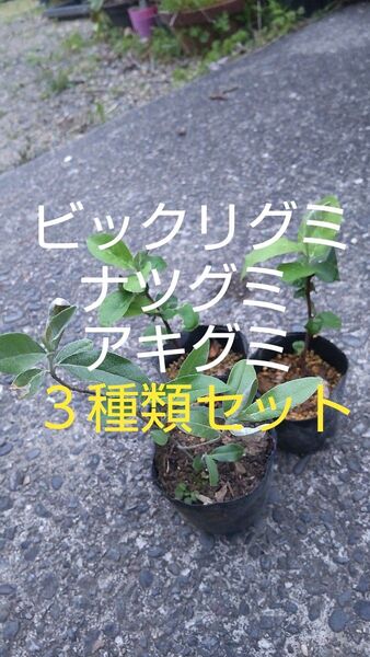 ビックリグミ・ナツグミ・アキグミの苗詰合せ 各1株