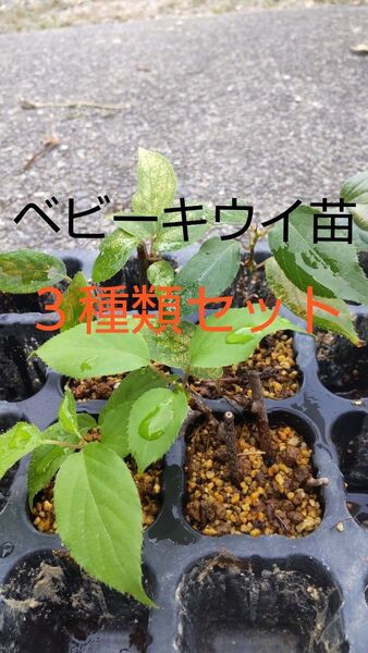 ベビーキウイ苗 雄雌3種類セット 手軽に育てられ沢山実り皮付きのまま食べられるミニキウイ 芽吹き始めました今がオススメ!!
