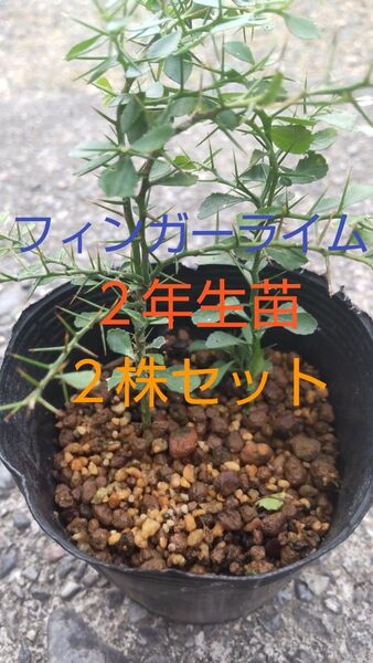 フィンガーライム苗 2年生苗 2株セット