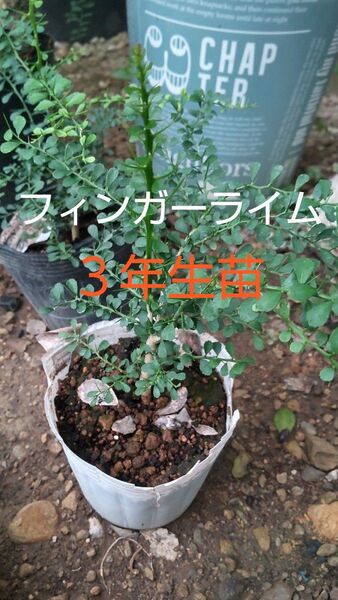 フィンガーライム苗 3年生苗 1株 品種 レッドルビー